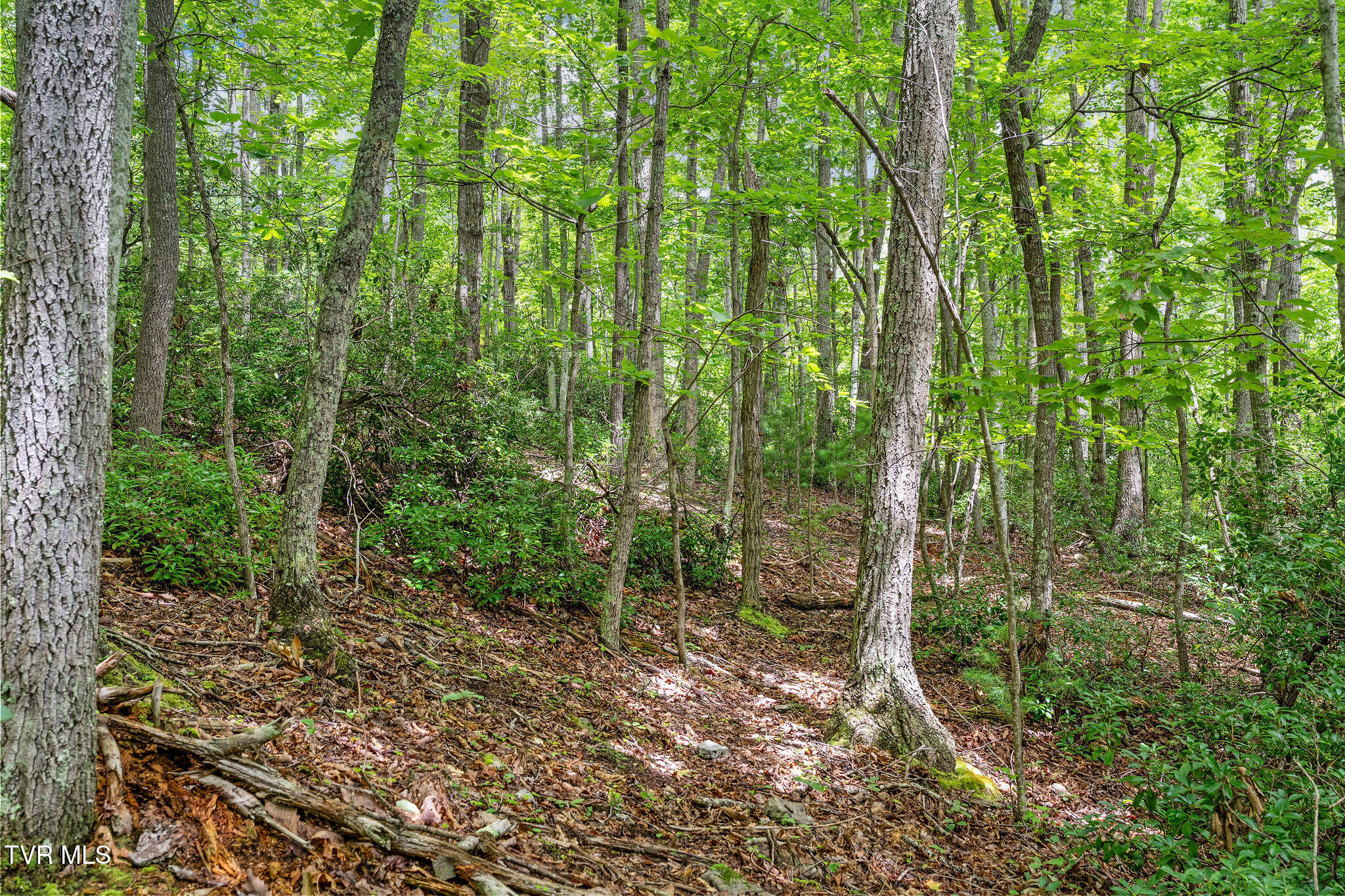 Tbd Tbd Ash Hopper Hollow Erwin, TN 37650 - Photo 17 of 21 DSC07324