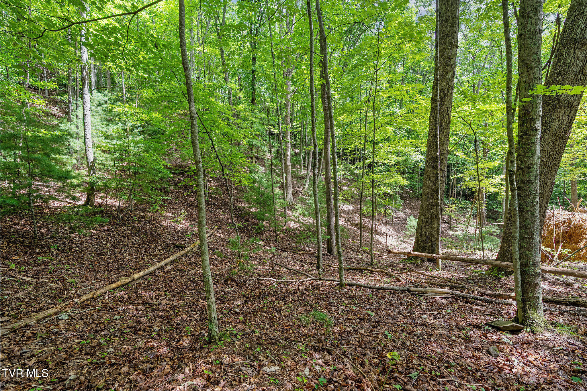 Tbd Tbd Ash Hopper Hollow Erwin, TN 37650 - Photo 18 of 21 DSC07329