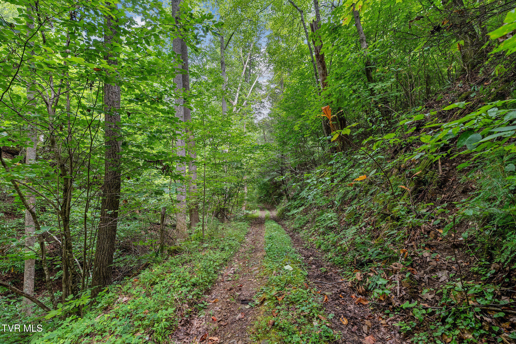 Tbd Tbd Ash Hopper Hollow Erwin, TN 37650 - Photo 20 of 21 DSC07338
