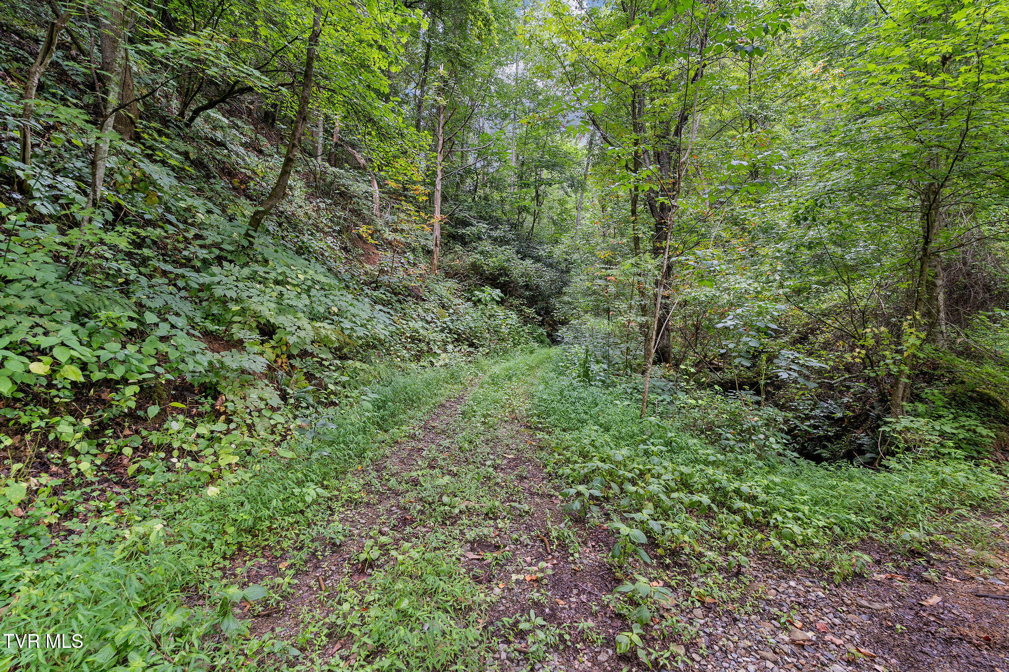 Tbd Tbd Ash Hopper Hollow Erwin, TN 37650 - Photo 5 of 21 DSC07268
