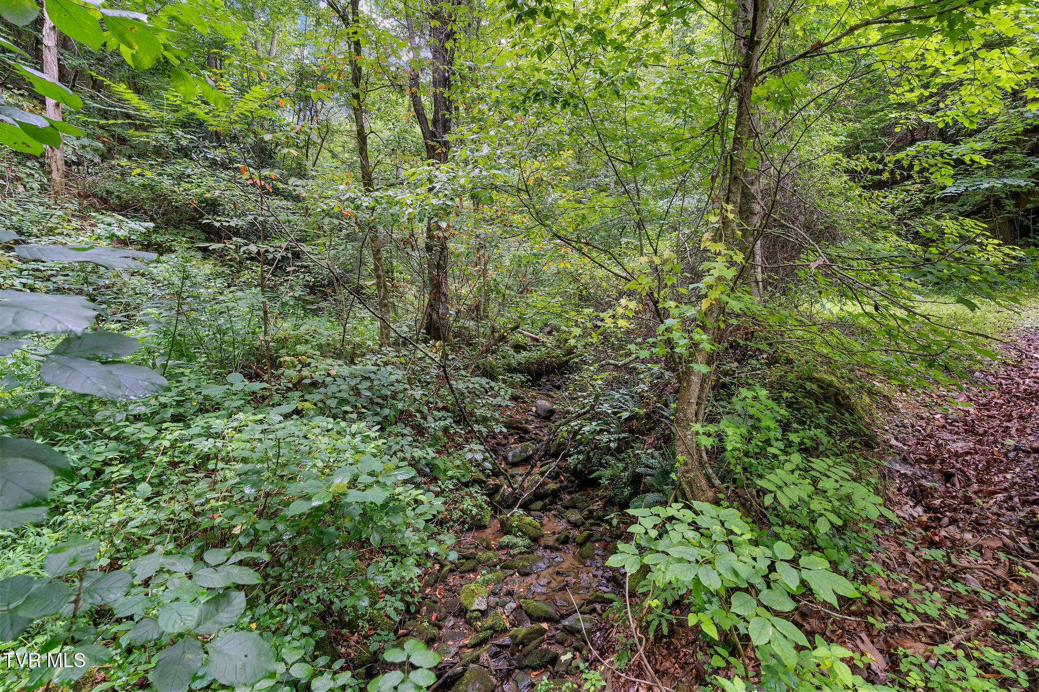 Tbd Tbd Ash Hopper Hollow Erwin, TN 37650 - Photo 6 of 21 DSC07273