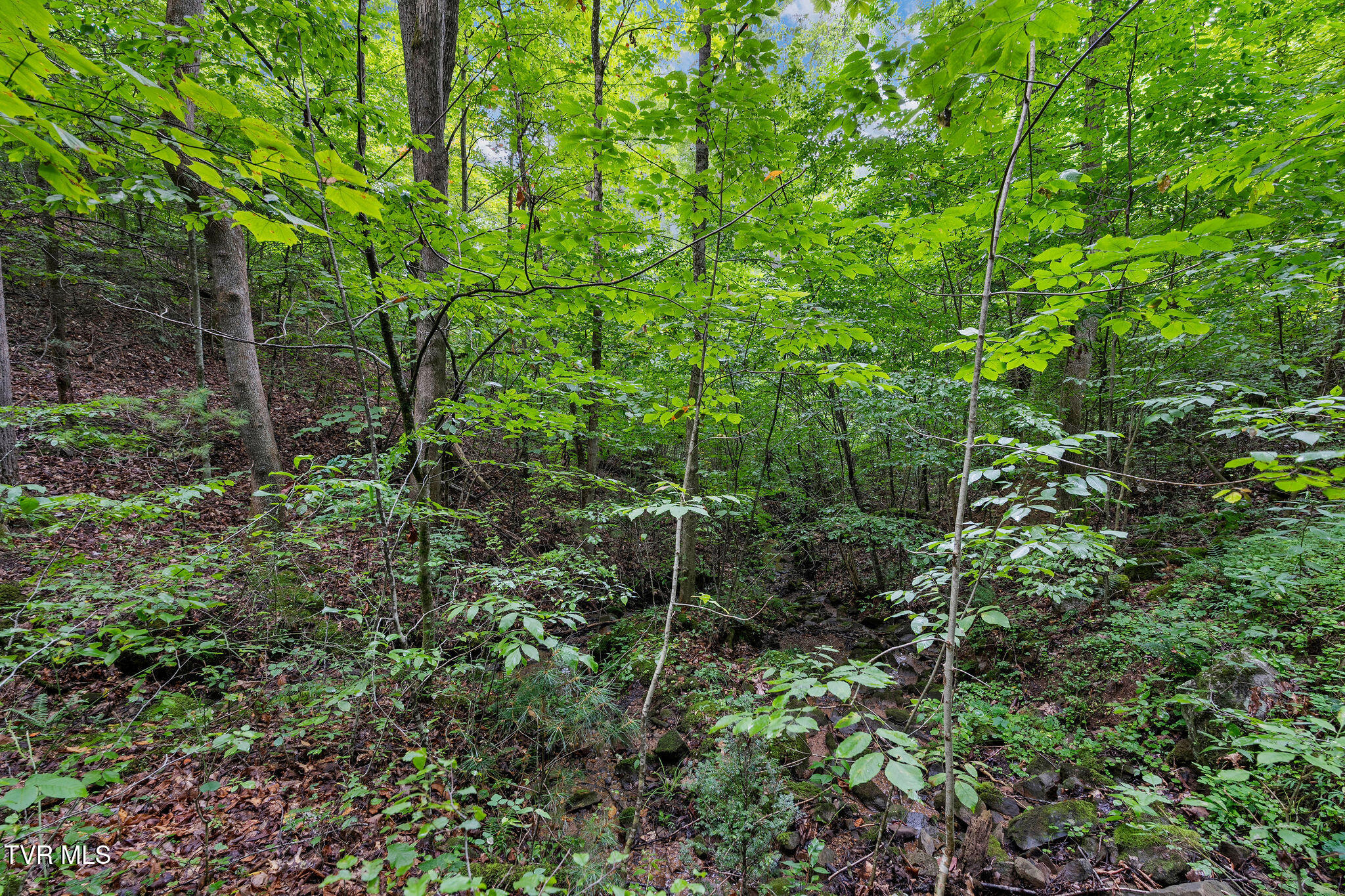 Tbd Tbd Ash Hopper Hollow Erwin, TN 37650 - Photo 8 of 21 DSC07283