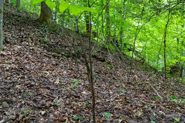 $530,880 | Tbd Tbd Ash Hopper Hollow, Erwin, TN 37650