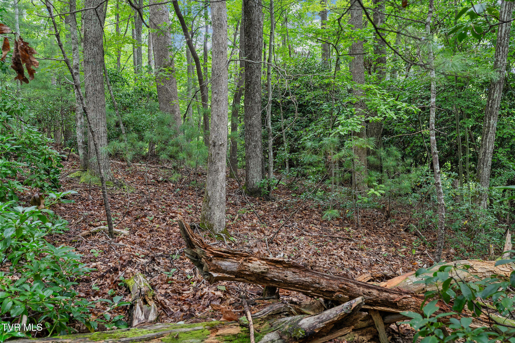 Tbd Tbd Ash Hopper Hollow Erwin, TN 37650 - Photo 10 of 21 DSC07294