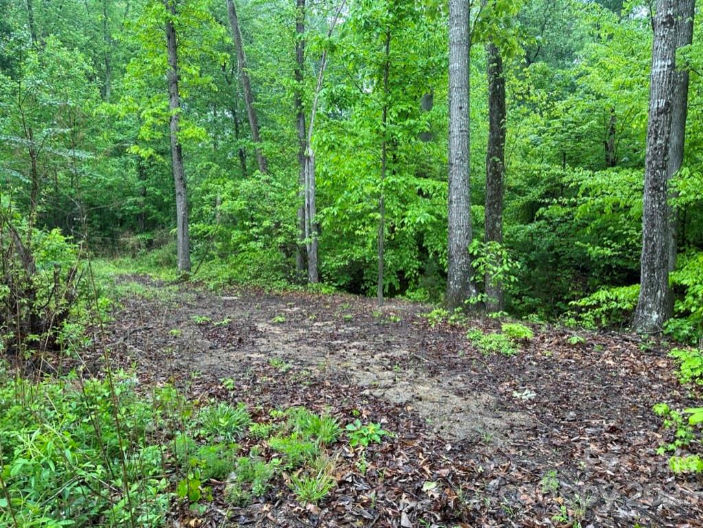 0 North Chapel Street Landis, NC 28088 - Photo 20 of 43 a big yard with lots of green space and deers