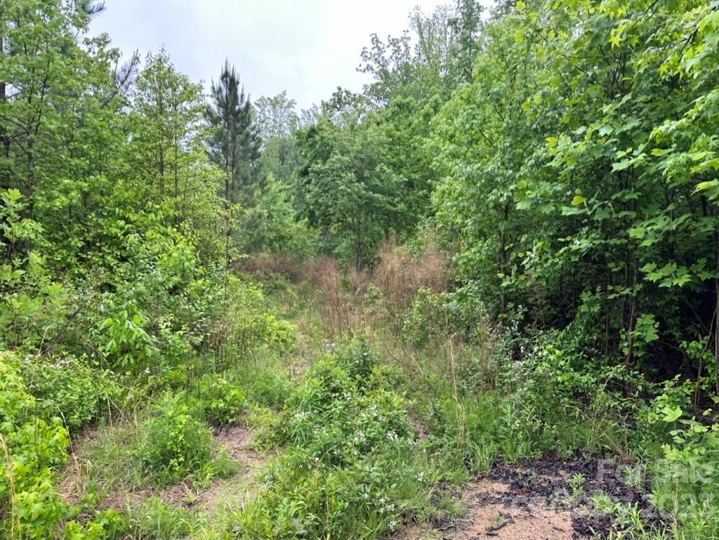 0 North Chapel Street Landis, NC 28088 - Photo 25 of 43 a view of a lush green forest with lawn chairs and plants