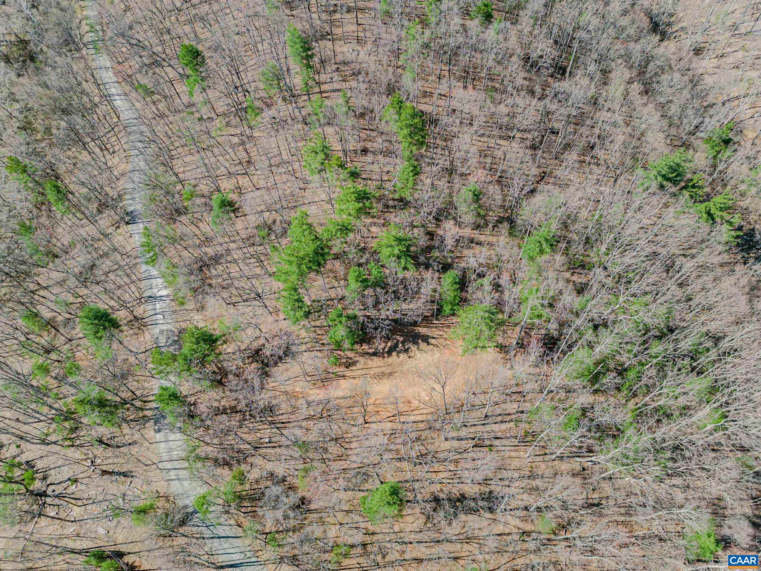 Haneytown Road Stanardsville, VA 22973 - Photo 29 of 37 a view of a dry yard with large trees