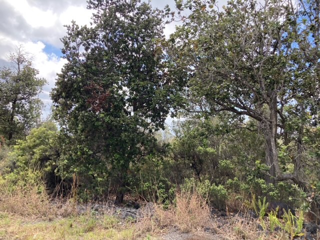 28 Catamaran Lane Ocean View, HI 96704 - Photo 11 of 12 a view of a yard with a tree