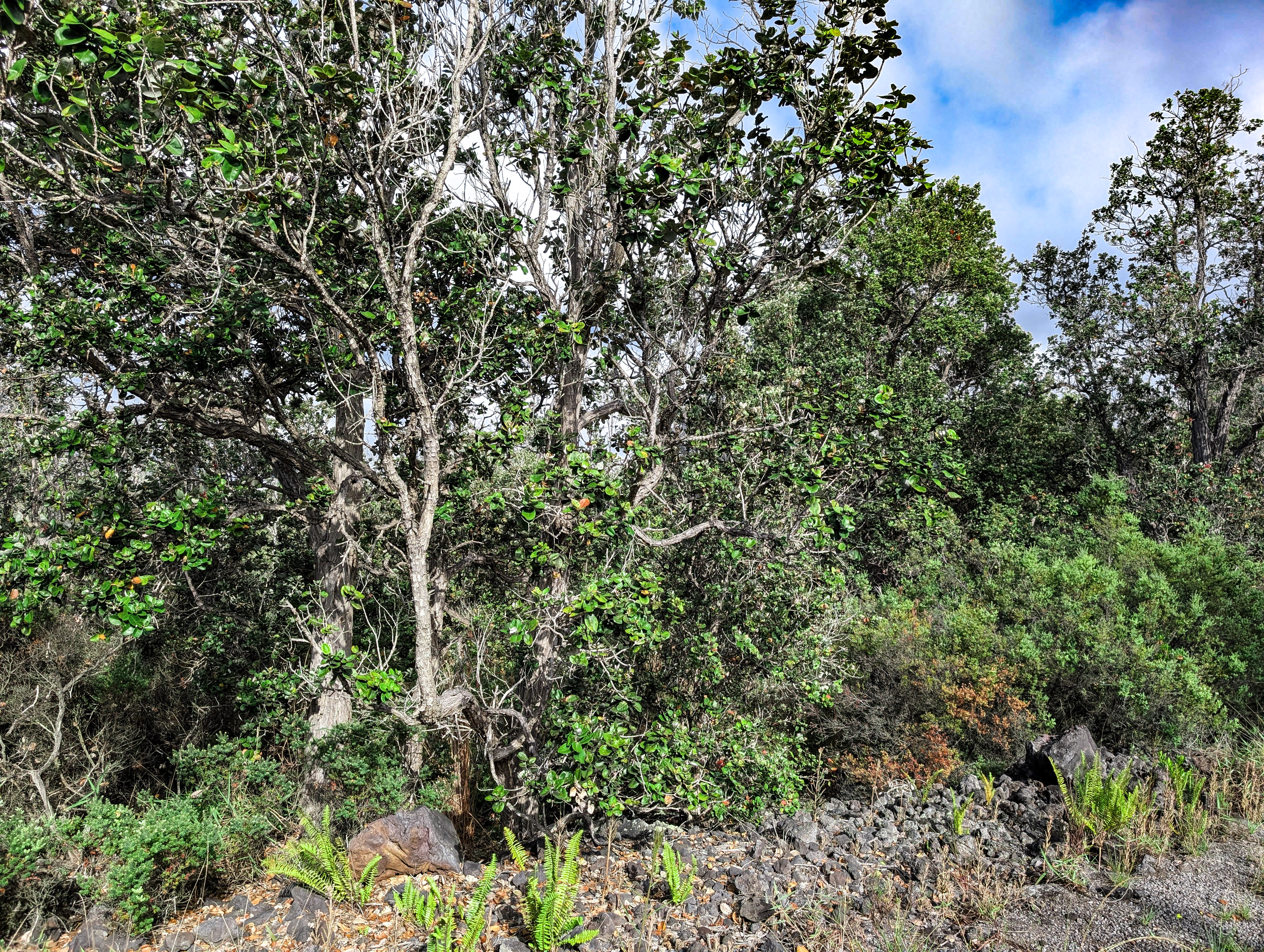 28 Catamaran Lane Ocean View, HI 96704 - Photo 6 of 12 a view of a tree with a plant