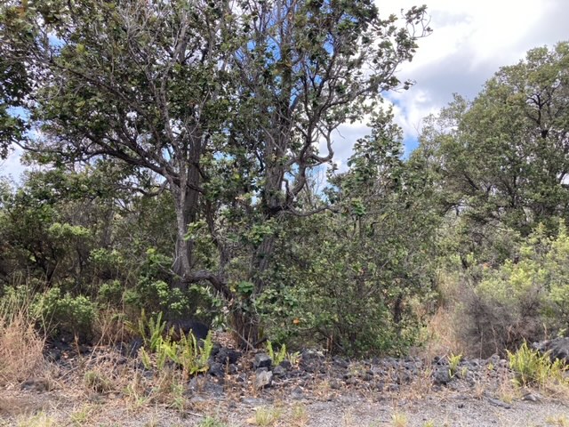 28 Catamaran Lane Ocean View, HI 96704 - Photo 10 of 12 a view of a forest with trees