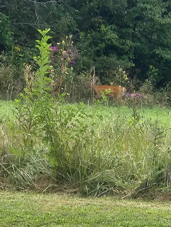 $775,000 | 9100 South Us Highway, Muncie, IN 47302