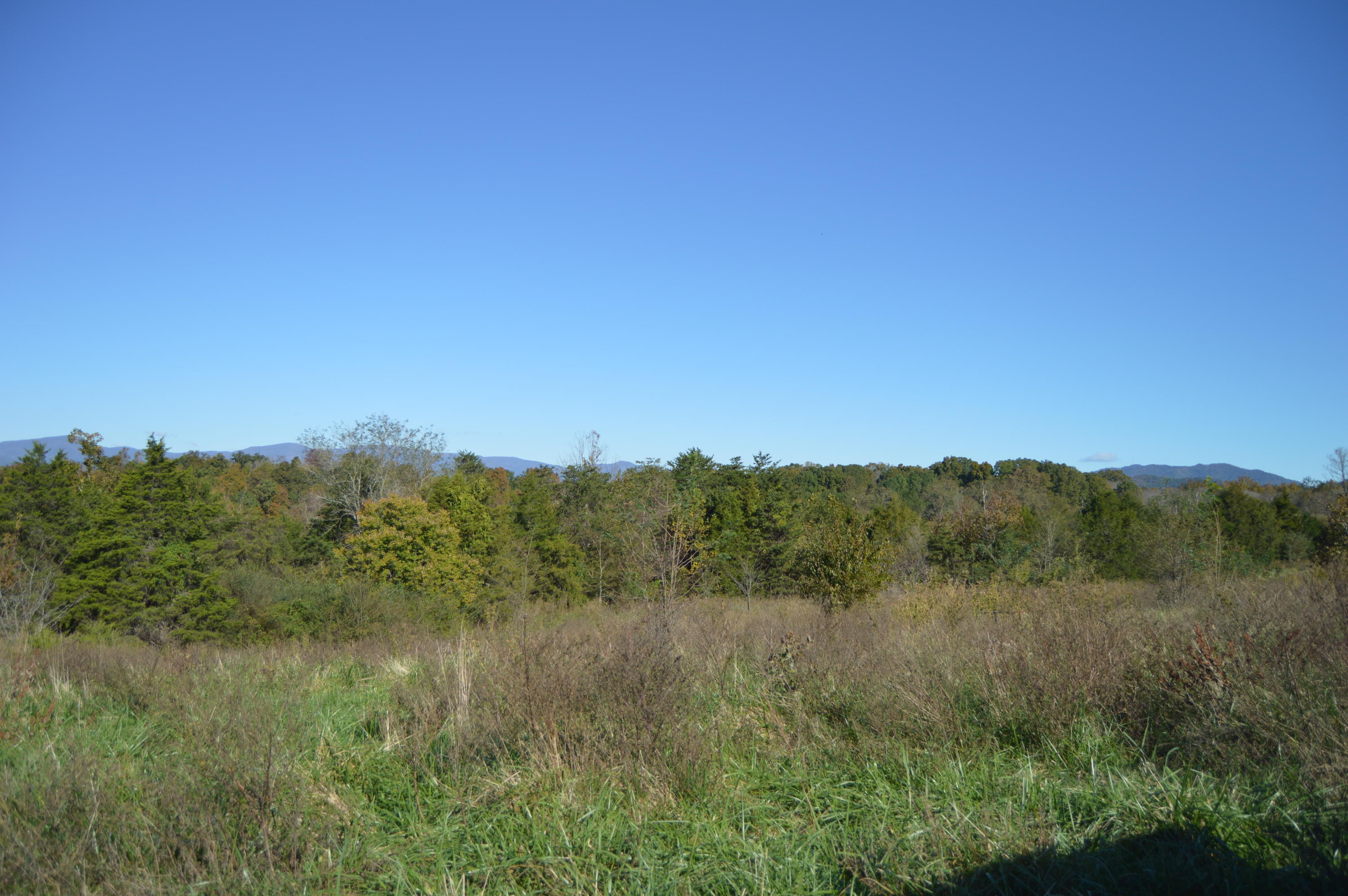 Lot 10 Goode Station Road Goode, VA 24556 - Photo 12 of 18 a view of a lush green forest with lots of trees