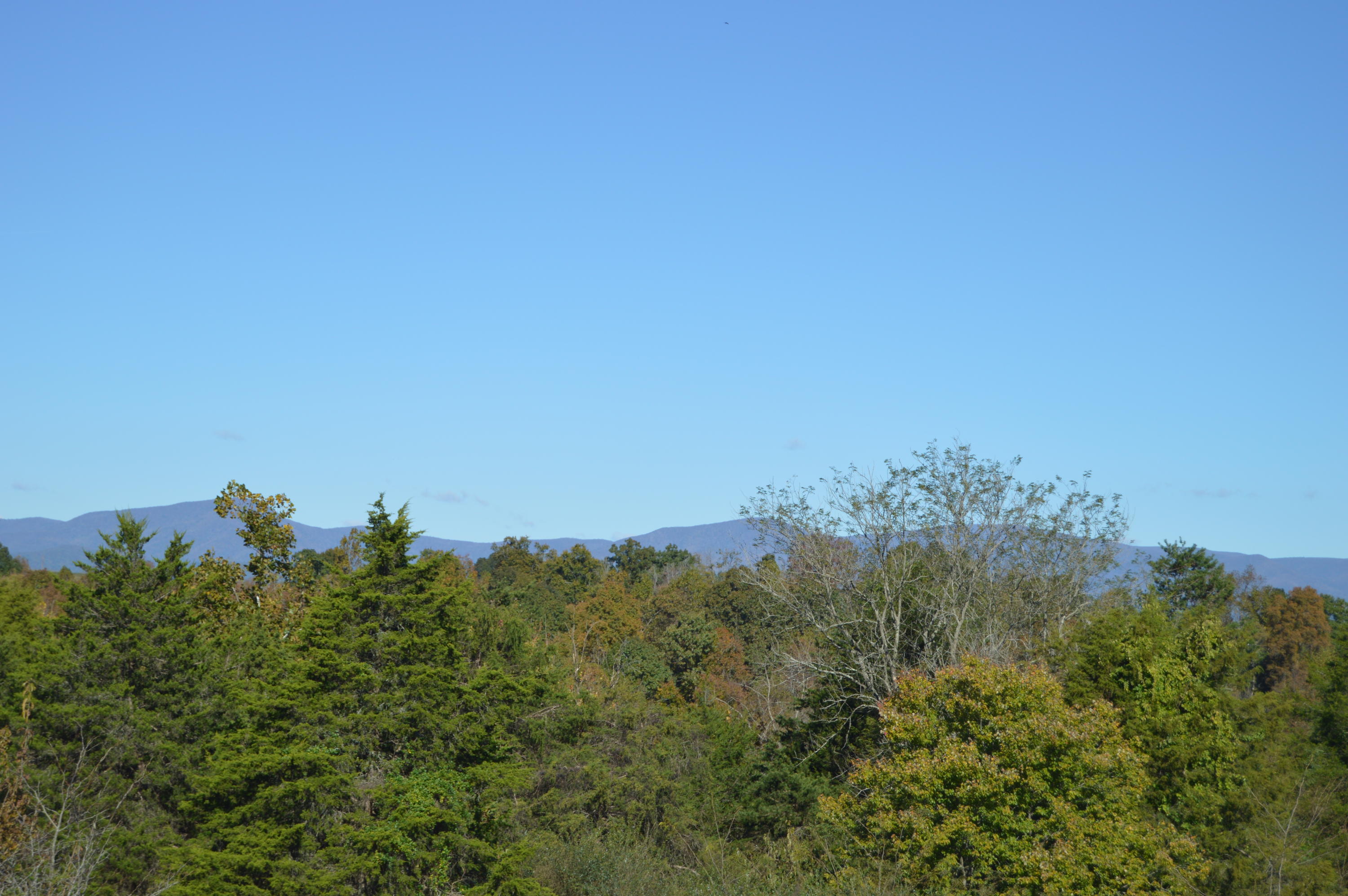 Lot 10 Goode Station Road Goode, VA 24556 - Photo 8 of 18 a view of a bunch of trees