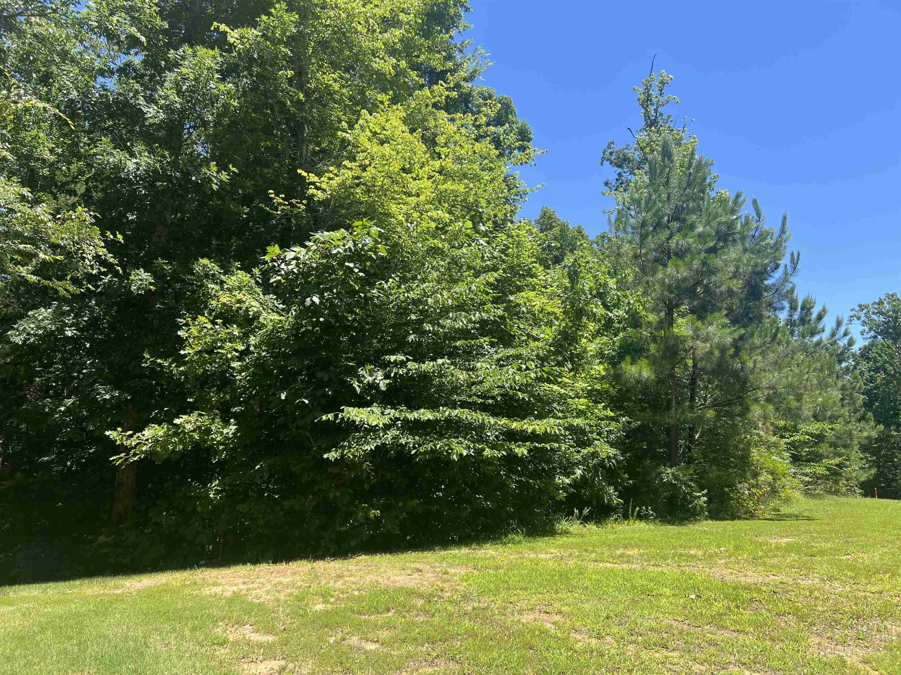 0 Excalibur Trail Cedar Grove, TN 38321 - Photo 3 of 10 a view of a garden