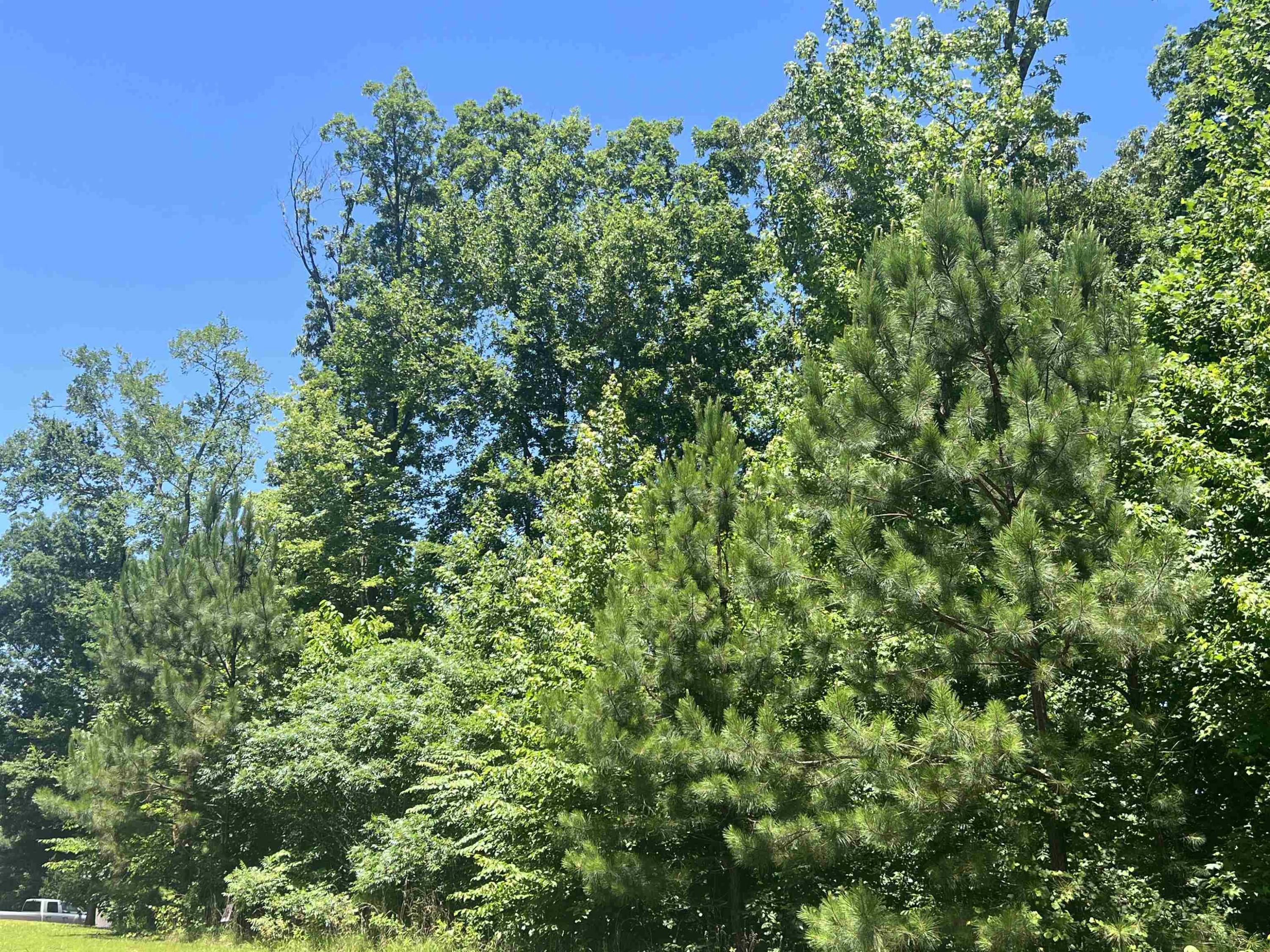 0 Excalibur Trail Cedar Grove, TN 38321 - Photo 4 of 10 view of a lush green forest with lots of trees