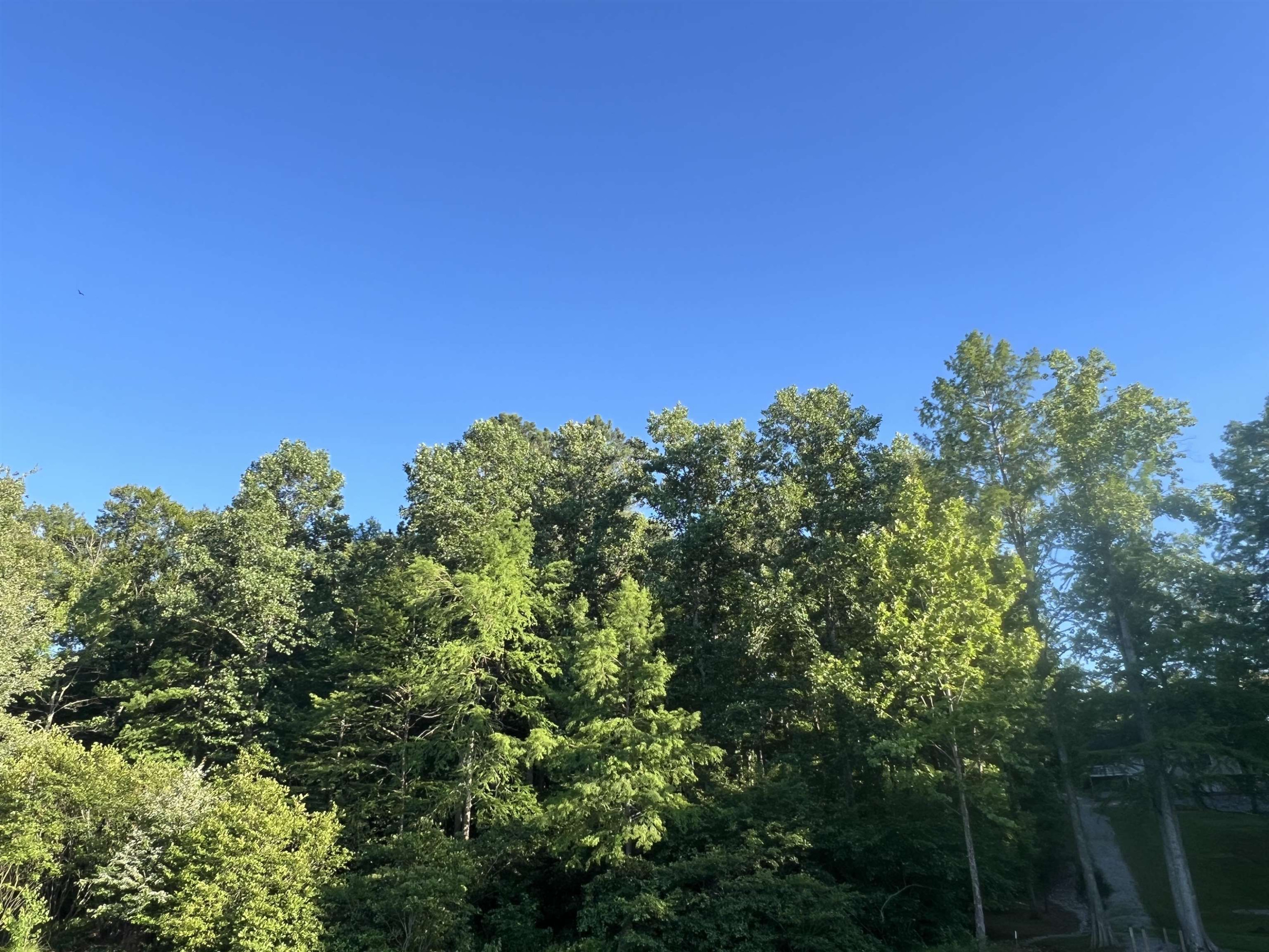 0 Excalibur Trail Cedar Grove, TN 38321 - Photo 7 of 10 a view of a green field