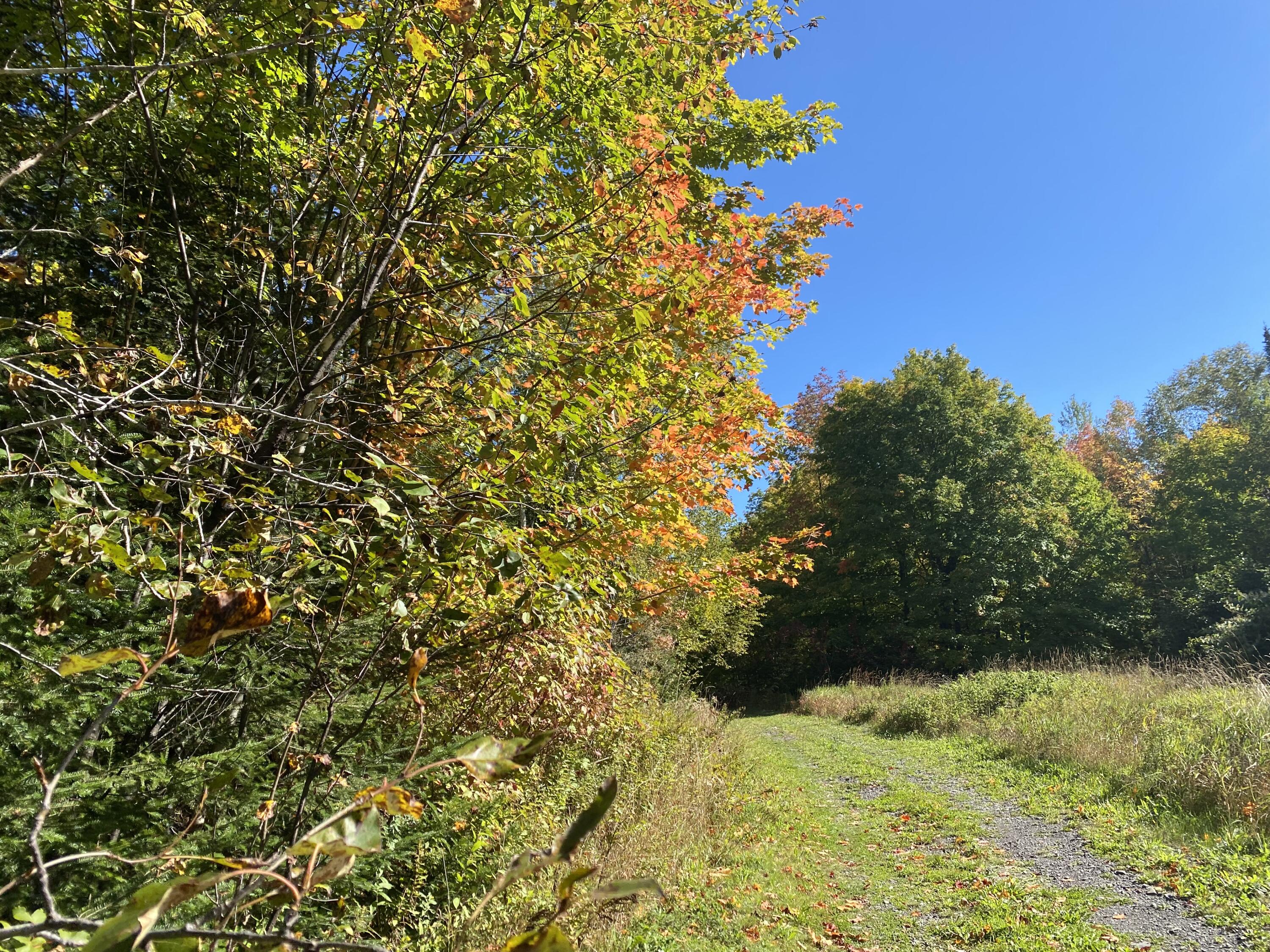 6 Sugartree Road St. David, ME 04773 - Photo 5 of 18 IMG_7264