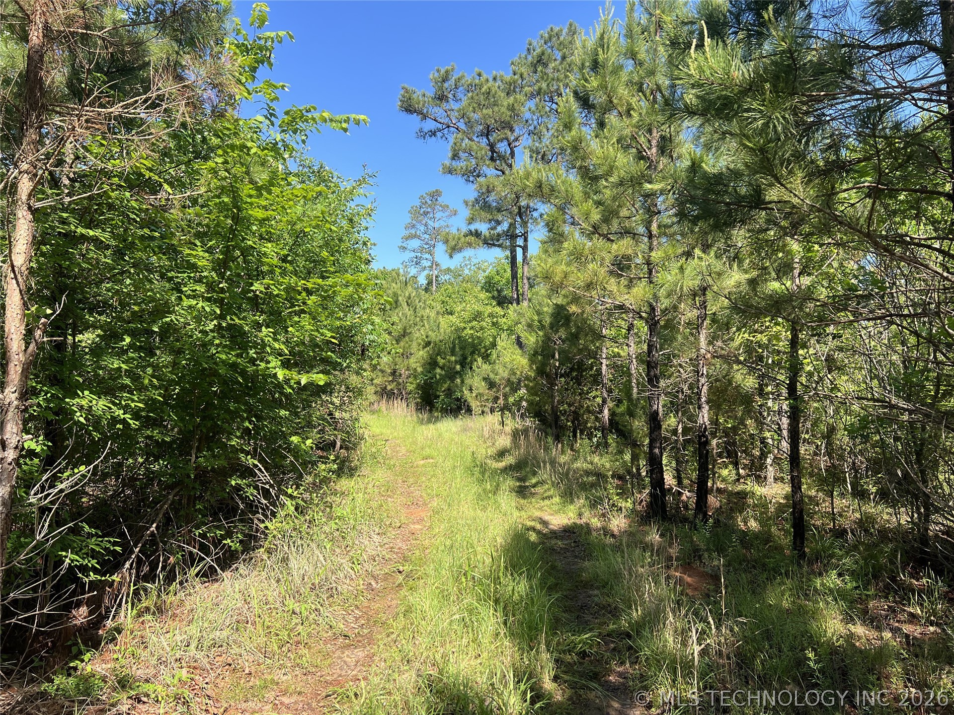 Wooded acreage featuring a natural path, mature pine trees, and diverse native foliage under a clear sky