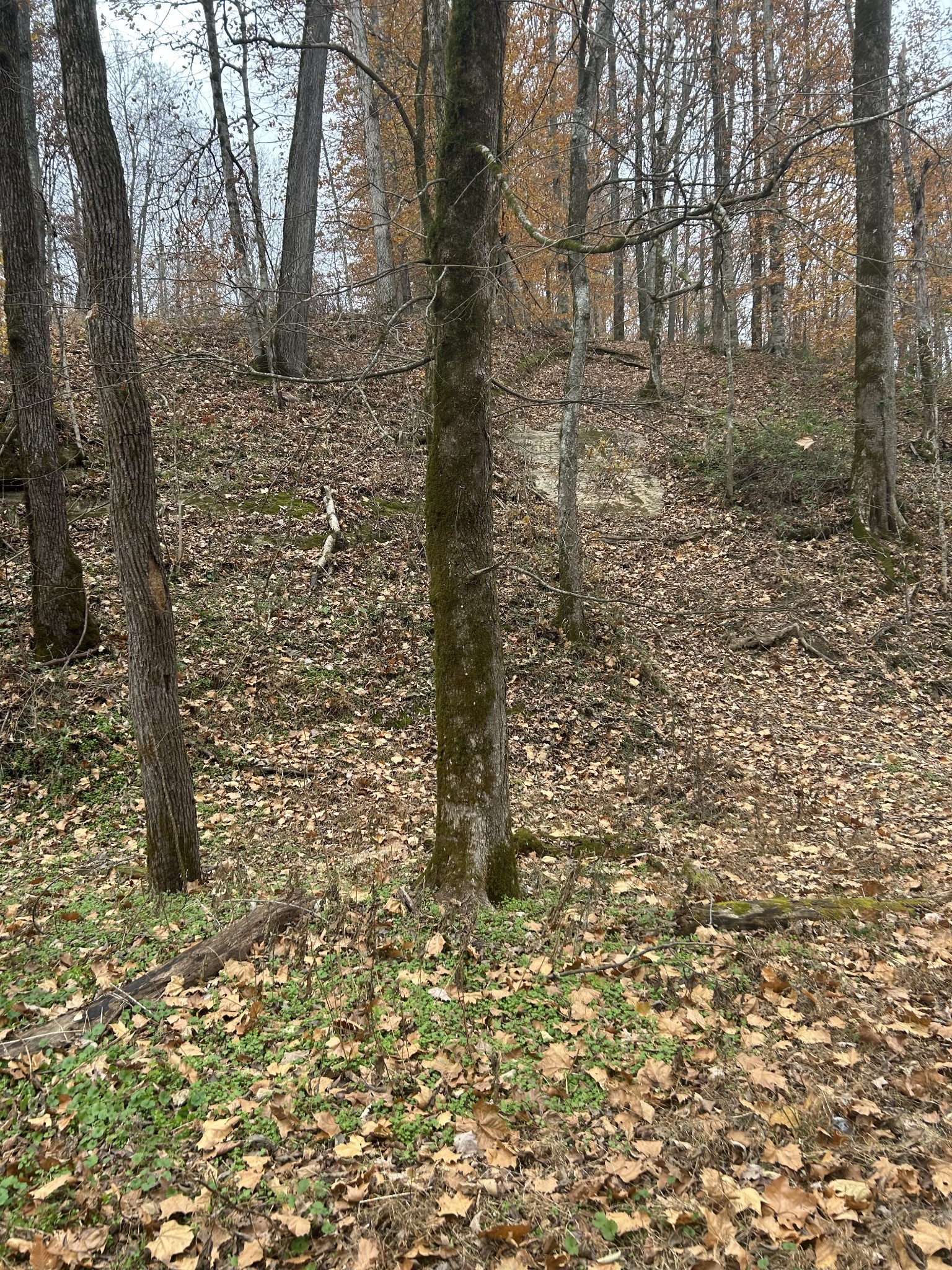 0 Red Boiling Road Springs Lafayette, TN 37083 - Photo 3 of 6 a view of a yard with brick walls