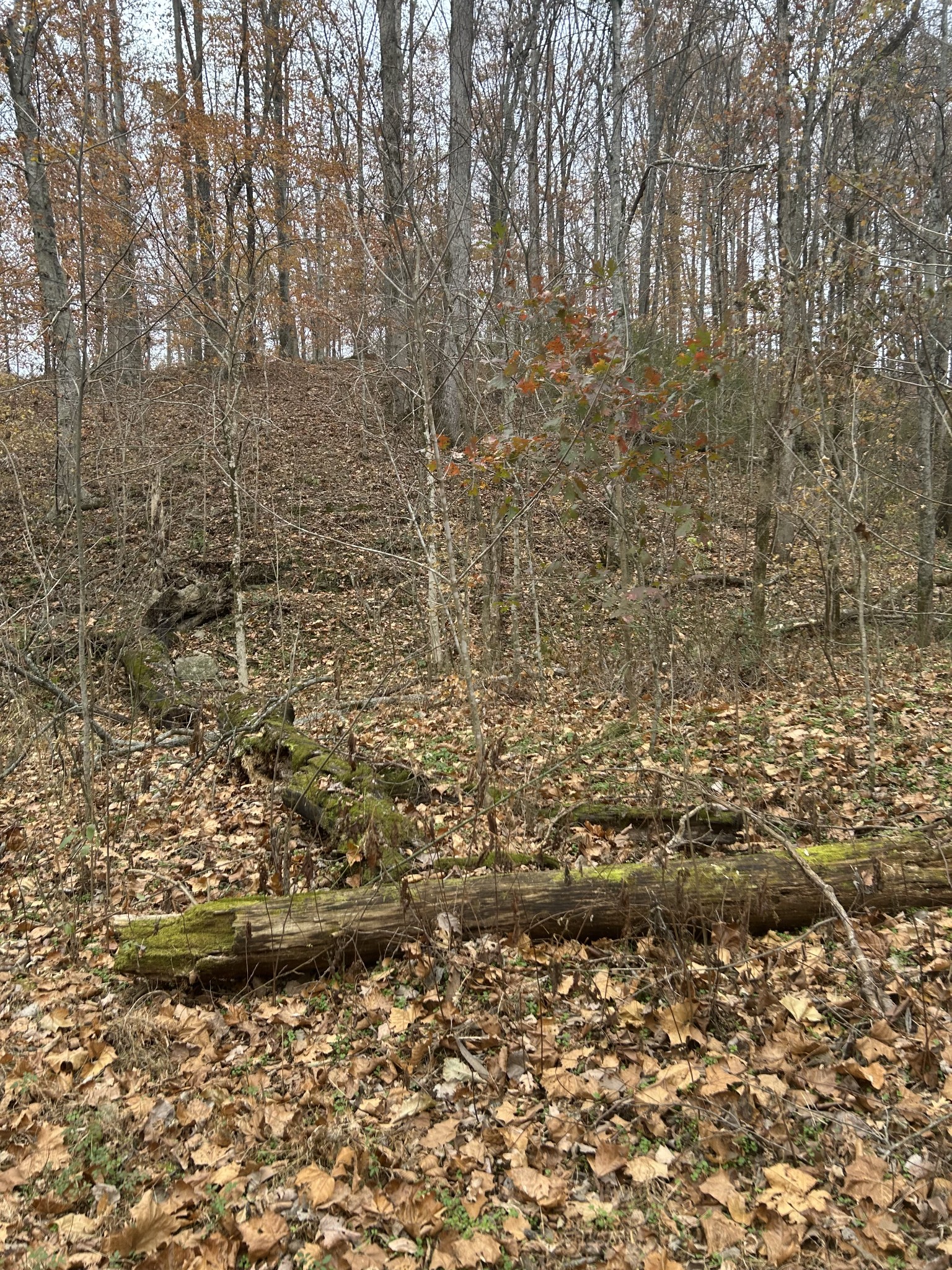 0 Red Boiling Road Springs Lafayette, TN 37083 - Photo 6 of 6 a bathroom with a shower