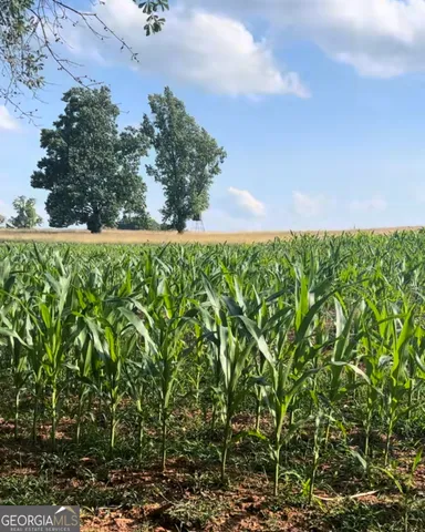 a view of a yard with plants and trees