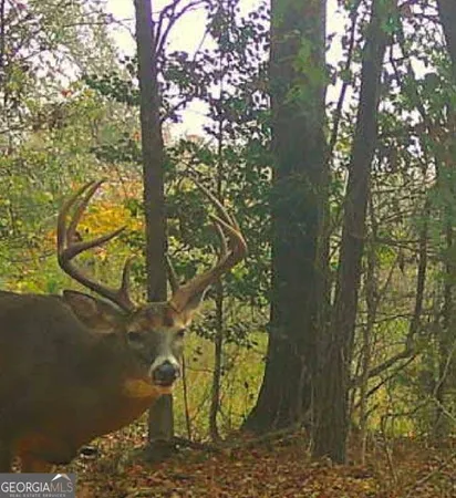 $1,995,000 | 1224 Walker Road, Madison, GA 30650