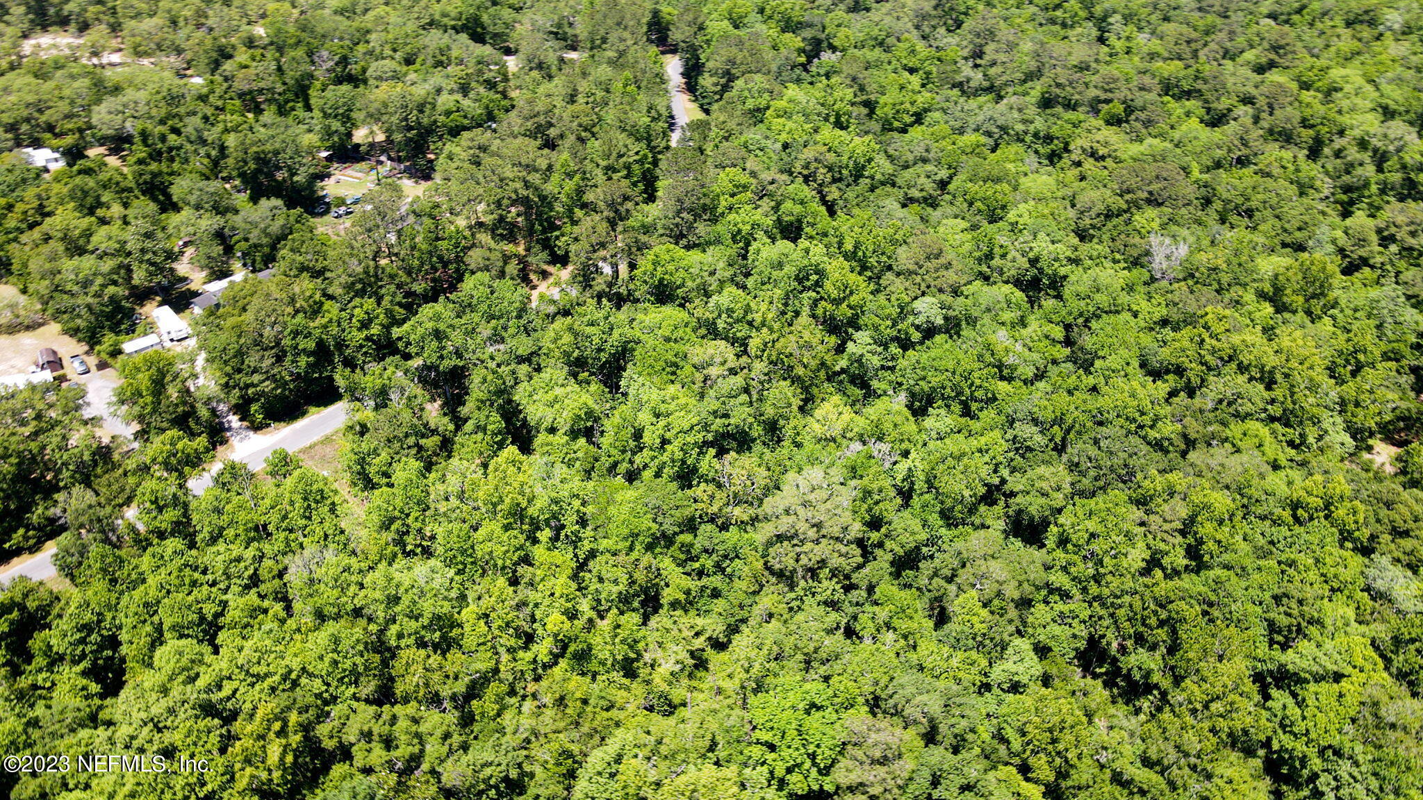 5291 Chicory Circle Middleburg, FL 32068 - Photo 12 of 14 a view of a lush green forest with a tree