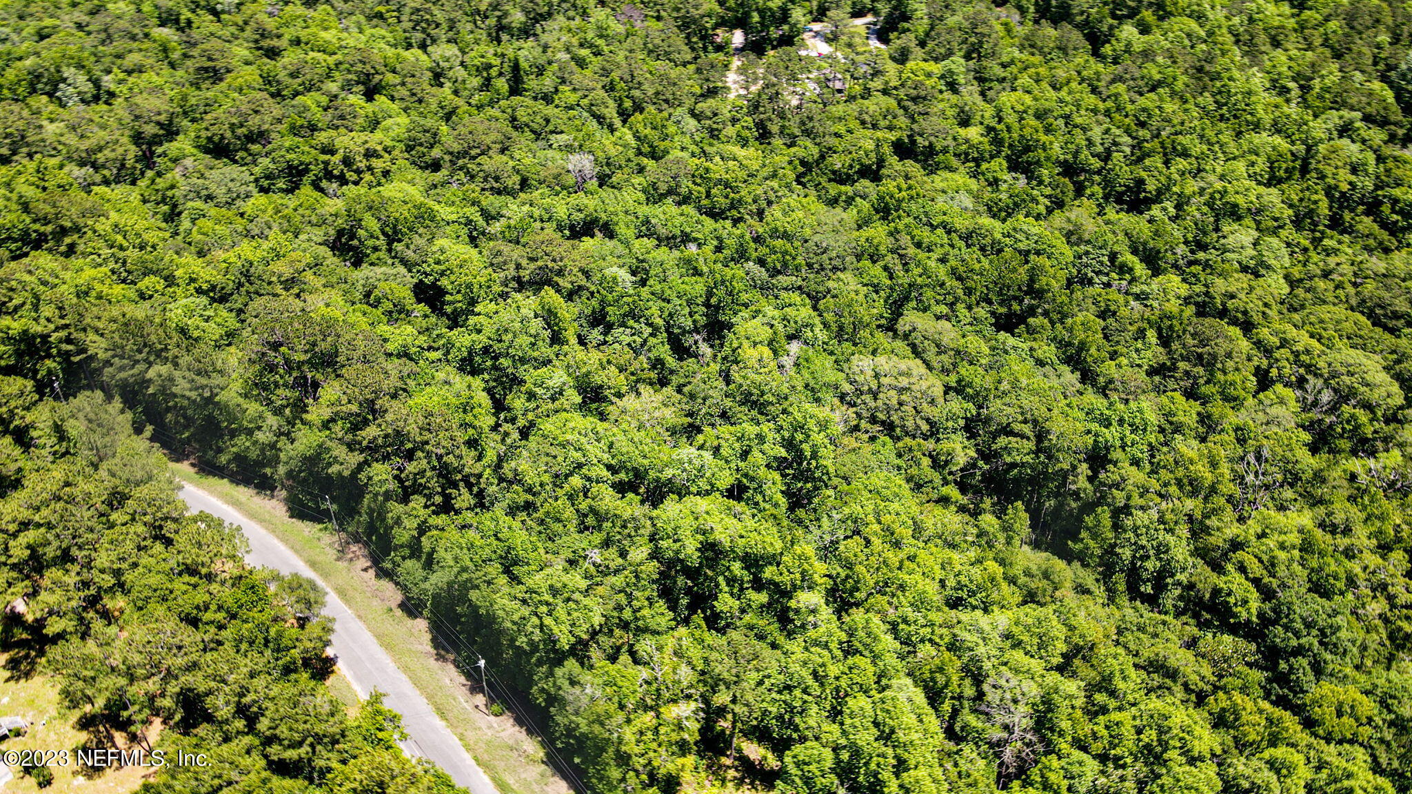 5291 Chicory Circle Middleburg, FL 32068 - Photo 8 of 14 a view of a lush green forest with a tree
