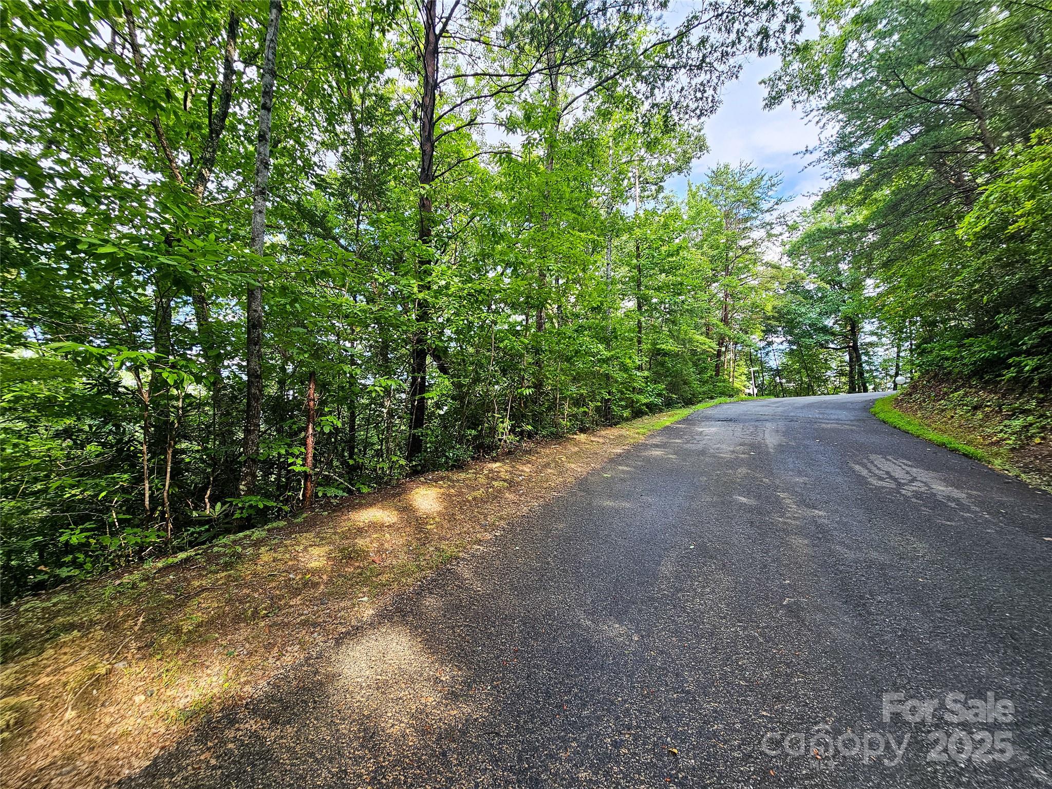 a view of a forest with trees in the background