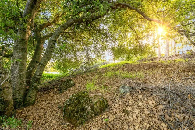 a view of a yard with a tree
