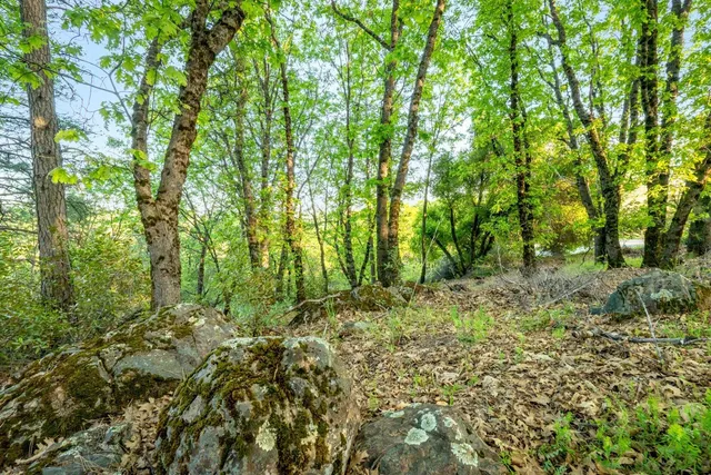 a view of lush green forest