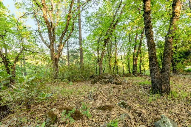 a view of outdoor space and trees
