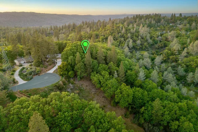a view of a forest with a street