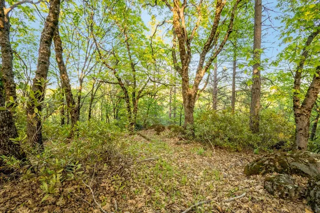 a view of a yard with a tree