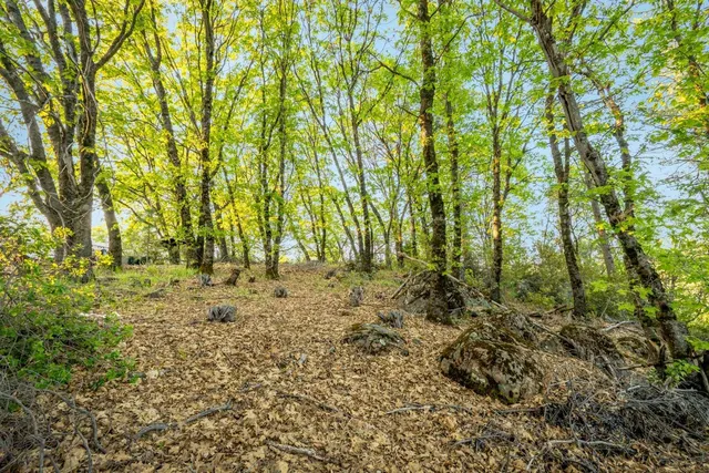 a view of dirt field with trees