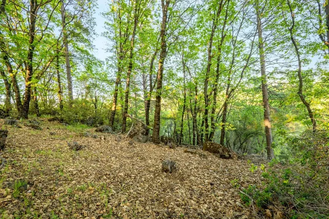 a view of outdoor space and trees