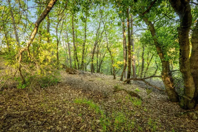 a big yard with lots of green space and house