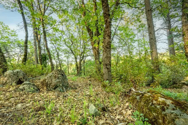 a view of a lush green forest