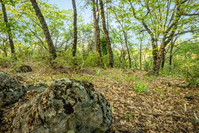 a view of yard with green space