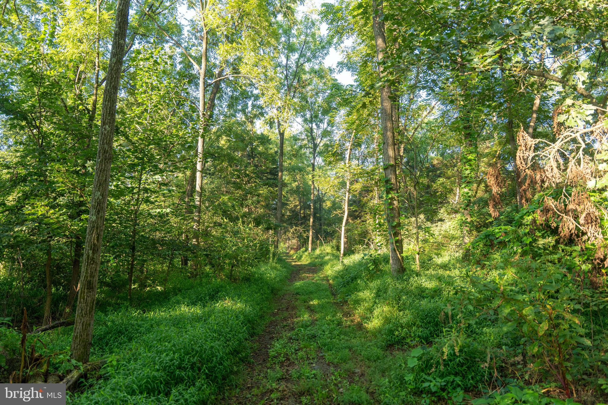 3171 Ritner Highway Newville, PA 17241 - Photo 36 of 63 a view of a lush green forest