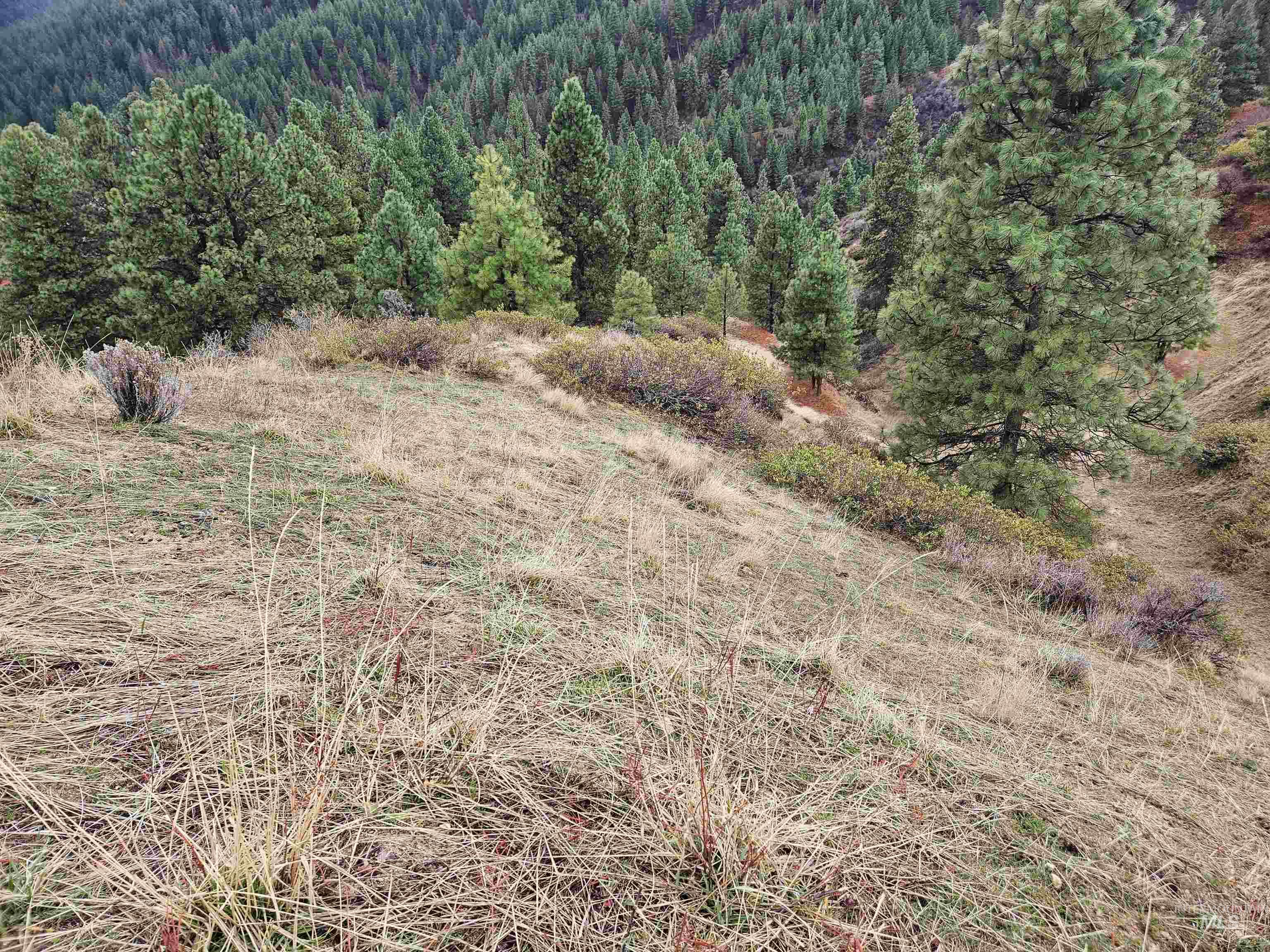 Lot 64 Wilderness Way Boise, ID 83716 - Photo 10 of 36 View of woods