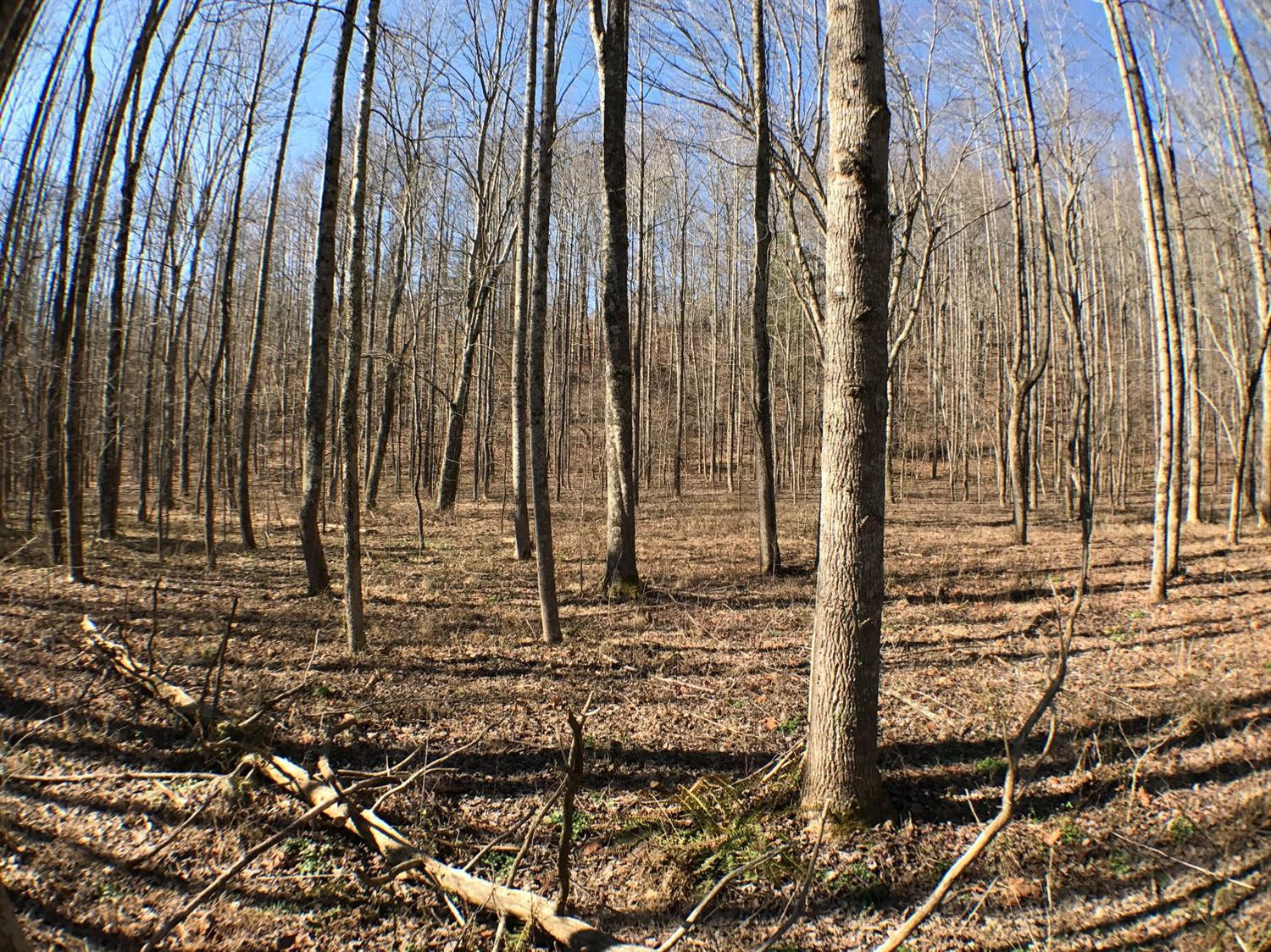 99 Haven Road Means, KY 40346 - Photo 39 of 70 Photo 39