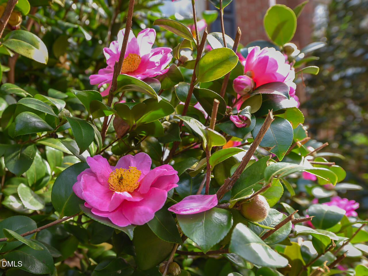 7108 Millstone Ridge Court Raleigh, NC 27614 - Photo 49 of 50 a view of a flower