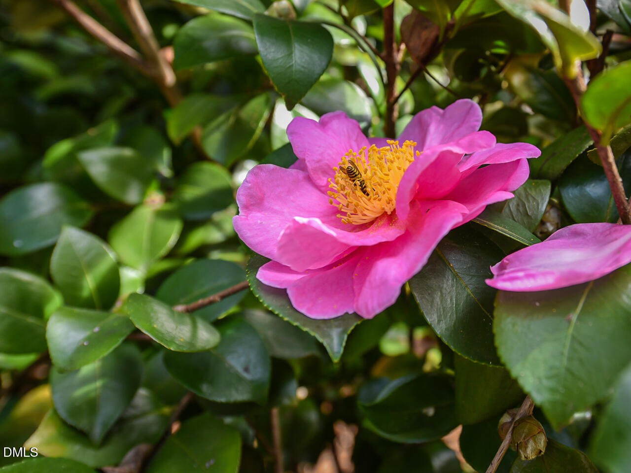 7108 Millstone Ridge Court Raleigh, NC 27614 - Photo 50 of 50 a view of a flower