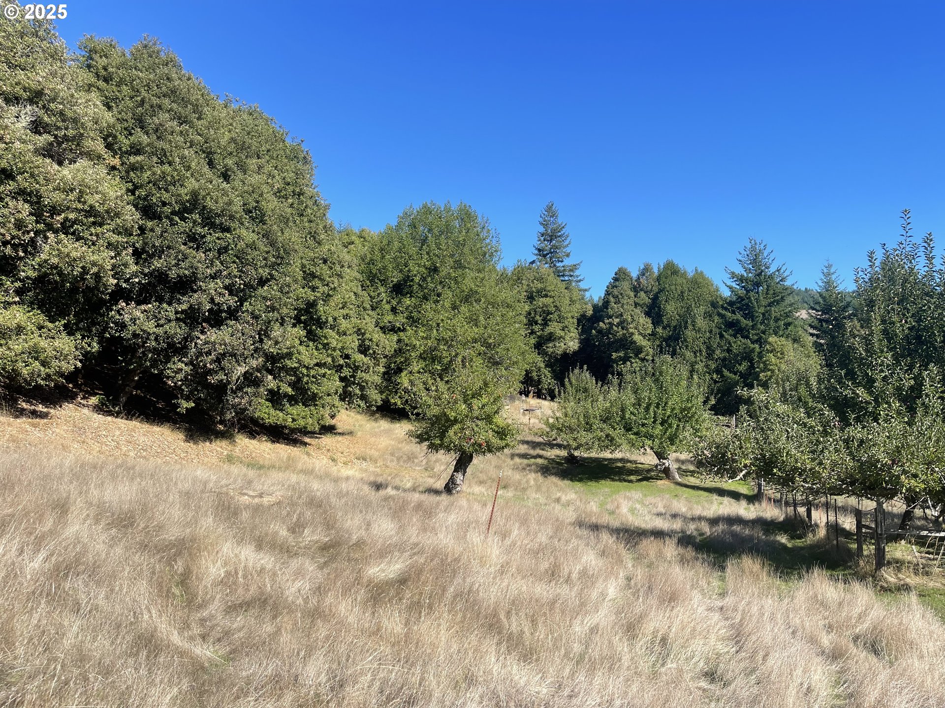 46255 Highway 242 Myrtle Point, OR 97458 - Photo 4 of 32