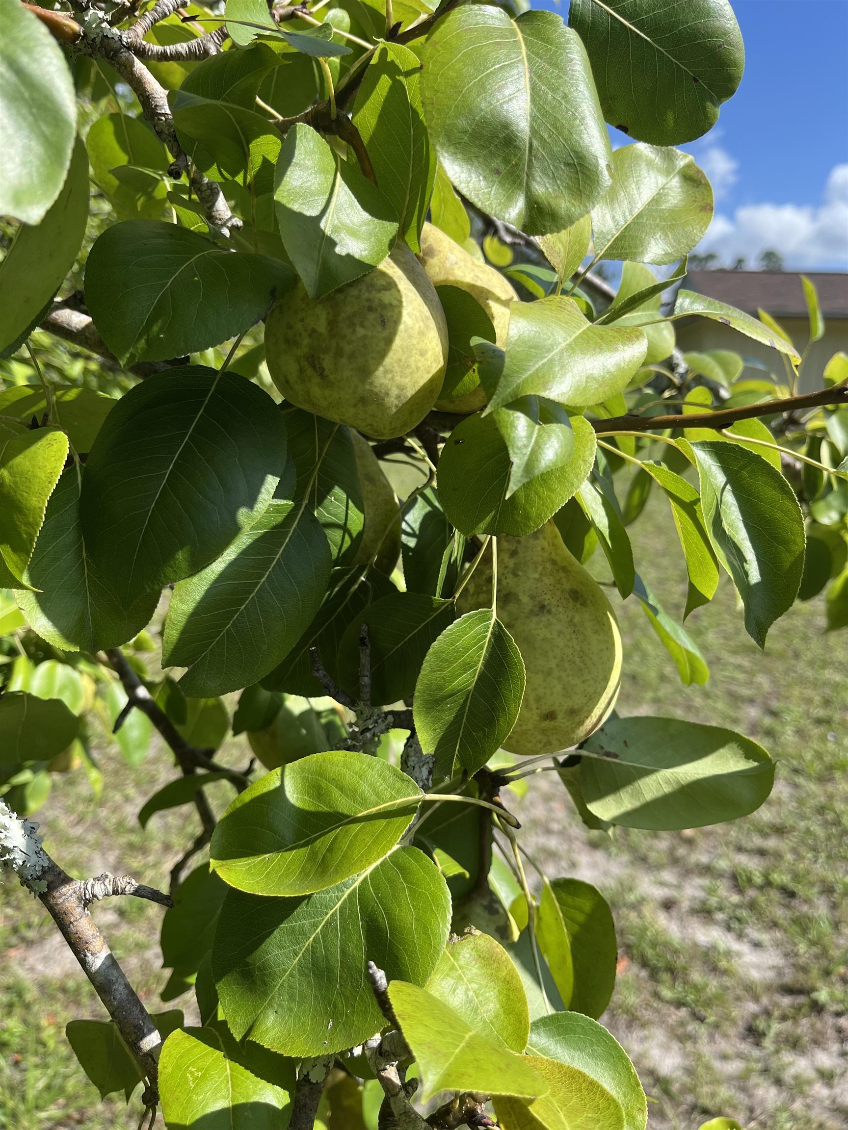 109 Pine Tree Road Perry, FL 32348 - Photo 5 of 42