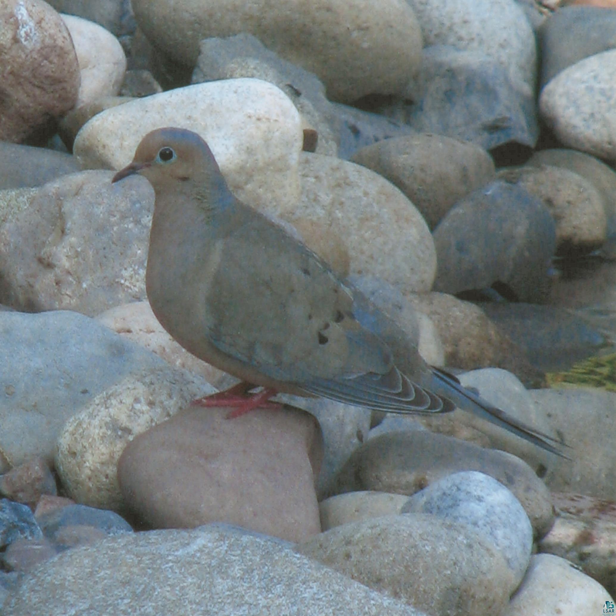 7212 County Road East South Range, WI 54874 - Photo 28 of 34 Morning Doves