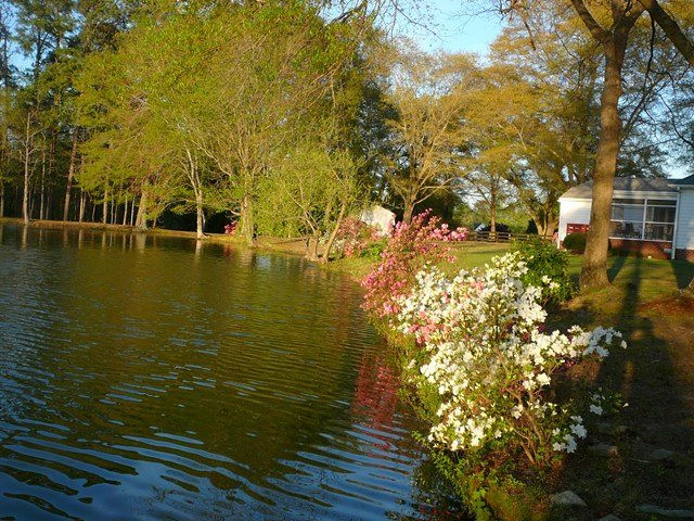 917 Windrow Lane Raleigh, NC 27603 - Photo 3 of 25 Pond