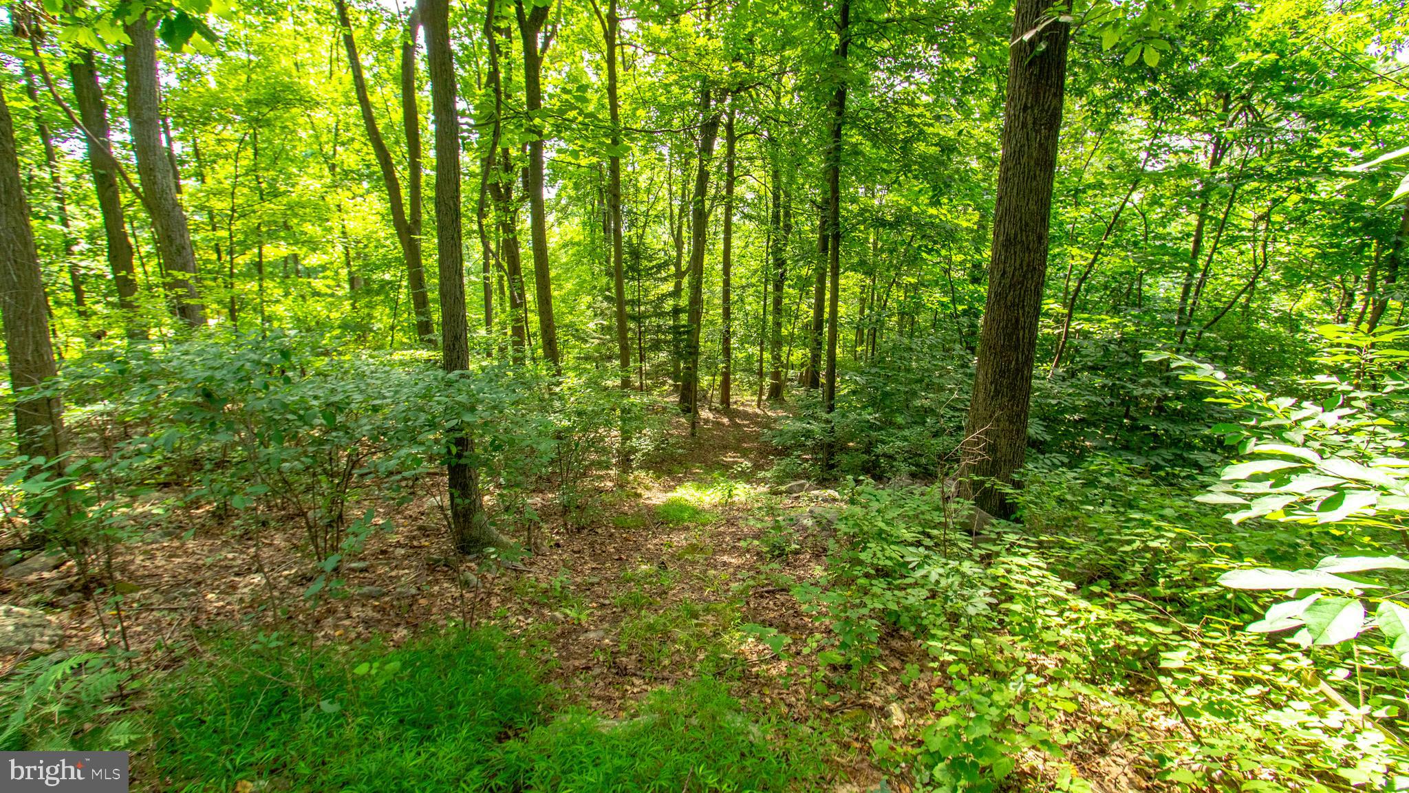 35 Hess Road Boyertown, PA 19512 - Photo 34 of 62 Wooded area of property