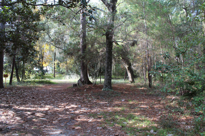 0 Sally Lane Santa Rosa Beach, FL 32459 - Photo 11 of 11 Trees